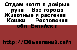 Отдам котят в добрые руки. - Все города Животные и растения » Кошки   . Ростовская обл.,Батайск г.